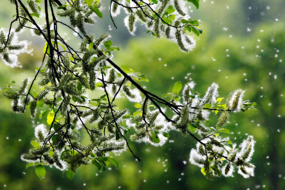 Here’s How to Make Seasonal Allergies More Manageable