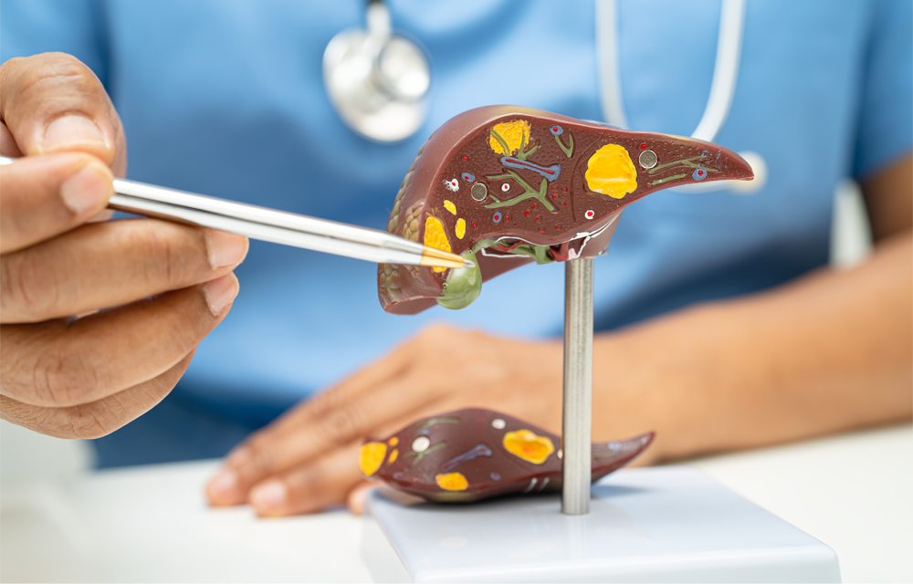 A student examines a model of a liver.