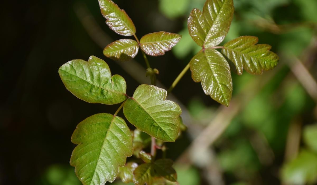 Beware of poison oak when you're spending time outdoors.