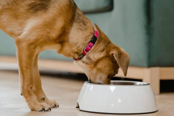 Finding the Best Dog Food for Allergies: A Guide to Clearer Skin