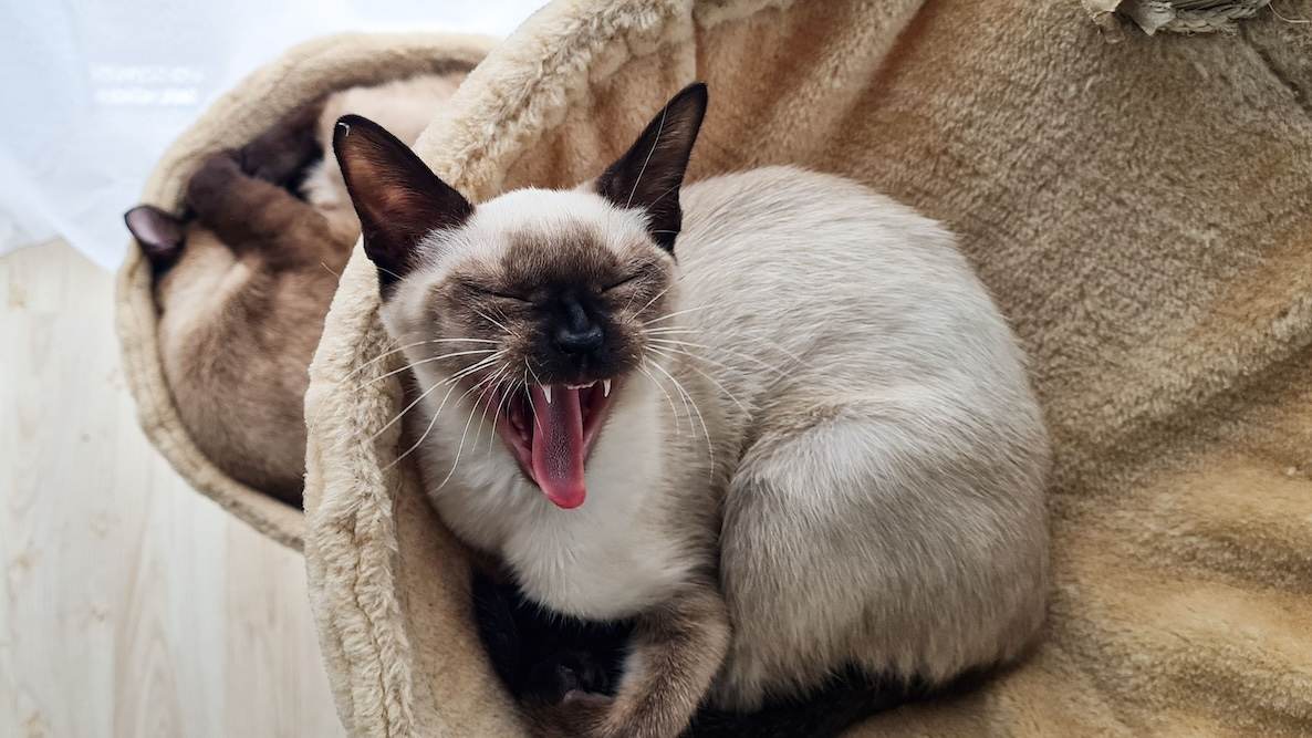 Siamese cat yawning