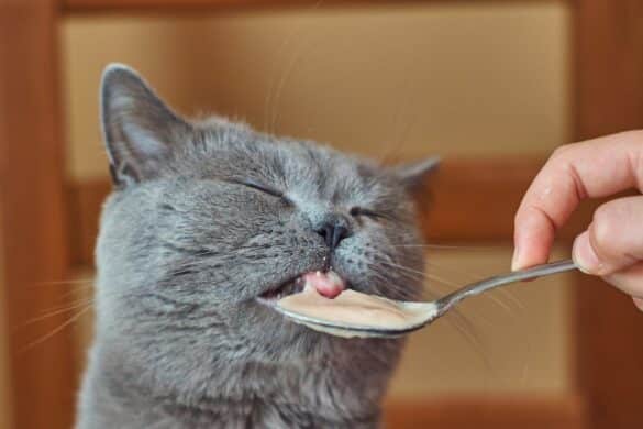 A Parent’s Guide to Giving a Cat a Pill: Calm and Steady Techniques