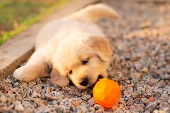 Puppy Worming Tablets: Safe Schedules & Expert Care Guide