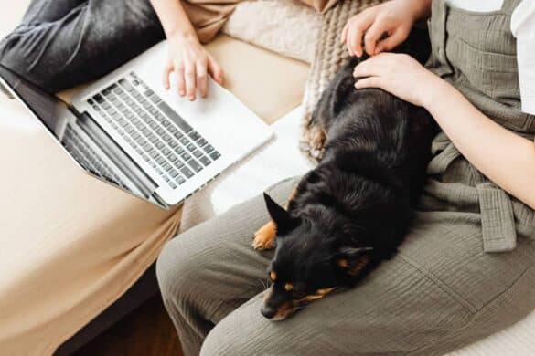 Worms in Dogs: Treatment, Timing, and What to Expect