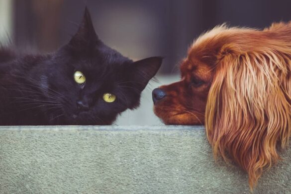 Finding Quality Pet Medication Online: A Guide for Informed Owners