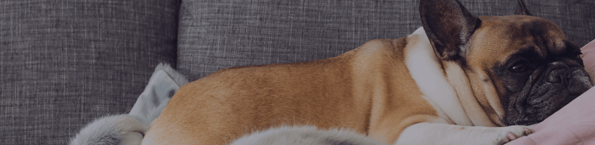 Pets Pets