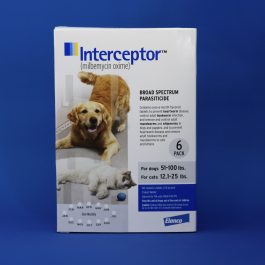 Interceptor (Dog)